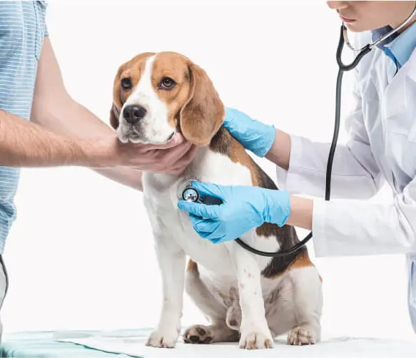 Yunusemre Veteriner Kliniği - Pet Bakım Görseli